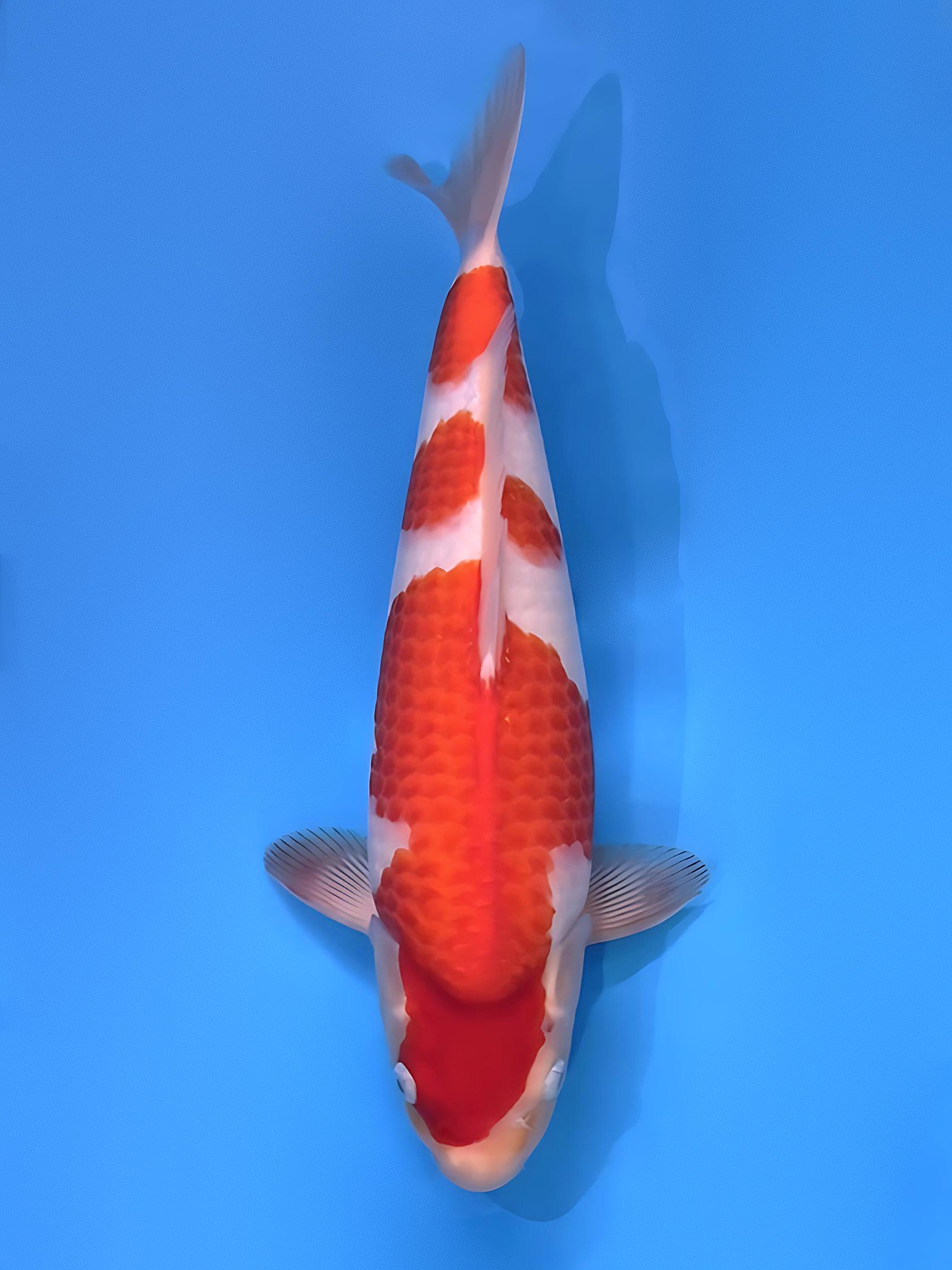 IJKD26E109
